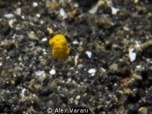 Alien in Lembeh.
Dimension 4 mm, deph 10 mt.
Anyone cou... by Alex Varani 